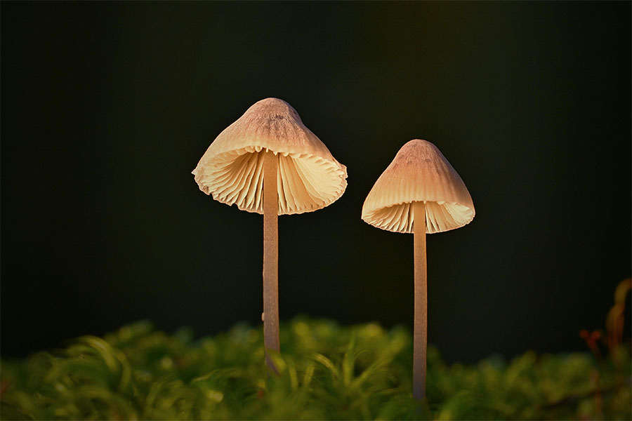 TGA Psilocybin
